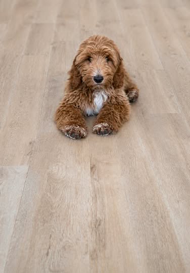 petfriendlylvp